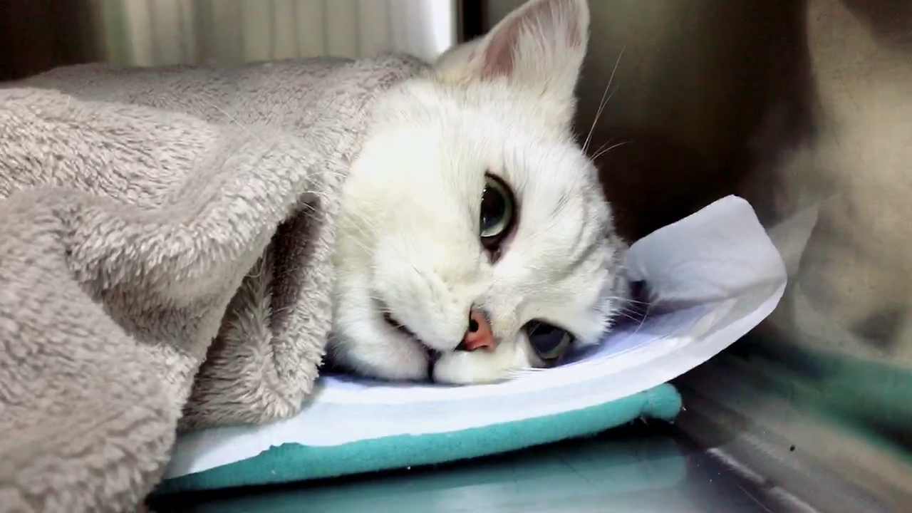 李白今天把自己的蛋蛋丢了,一脸生无可恋 花花与三猫2018宠你而来 .