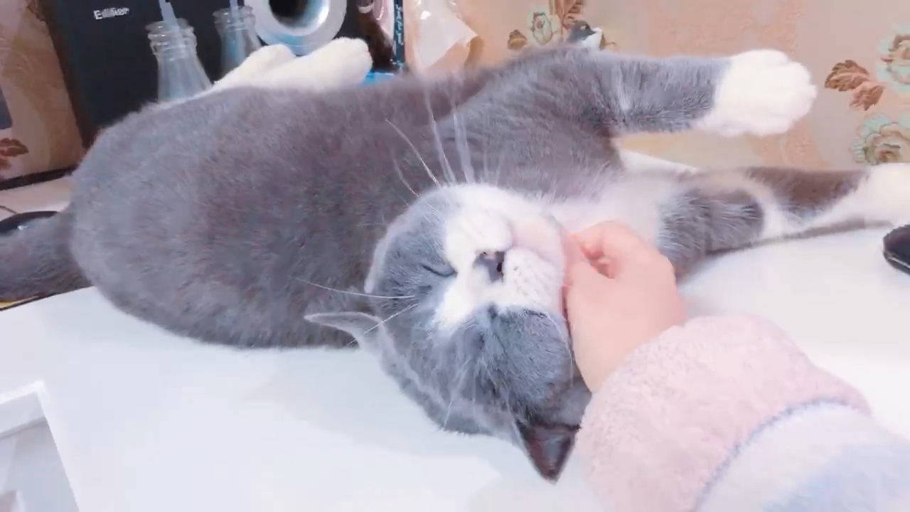 为了测试猫有没有膝跳反应 表情在作死的边缘试探亮点最后一秒 为了测试猫有没有膝跳反应 表情在作死的边缘试探亮点最后一秒