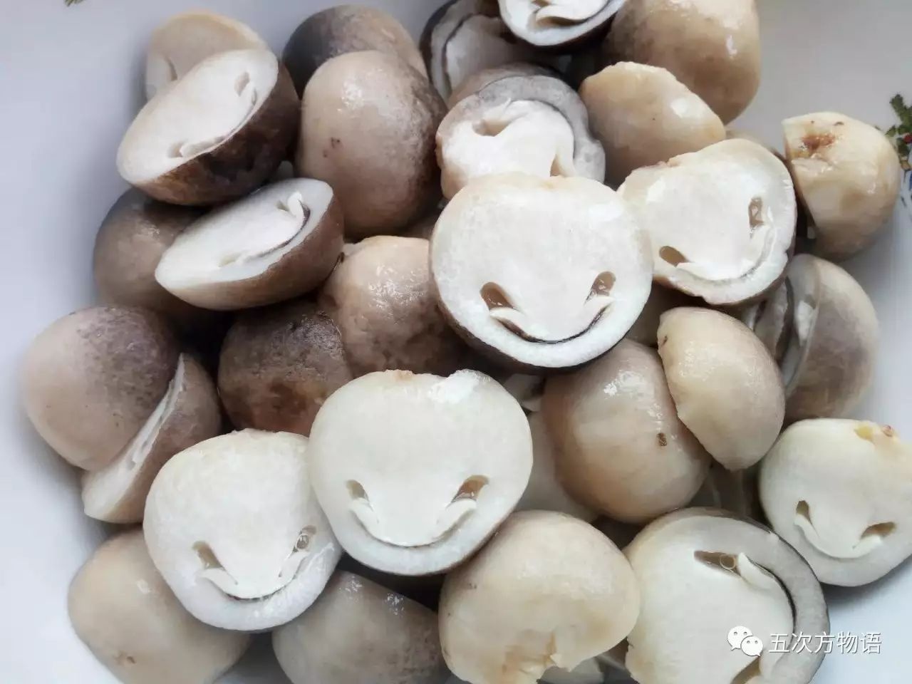 和草菇的第一次亲密接触|蘑菇|草菇|暹罗猫_新浪新闻