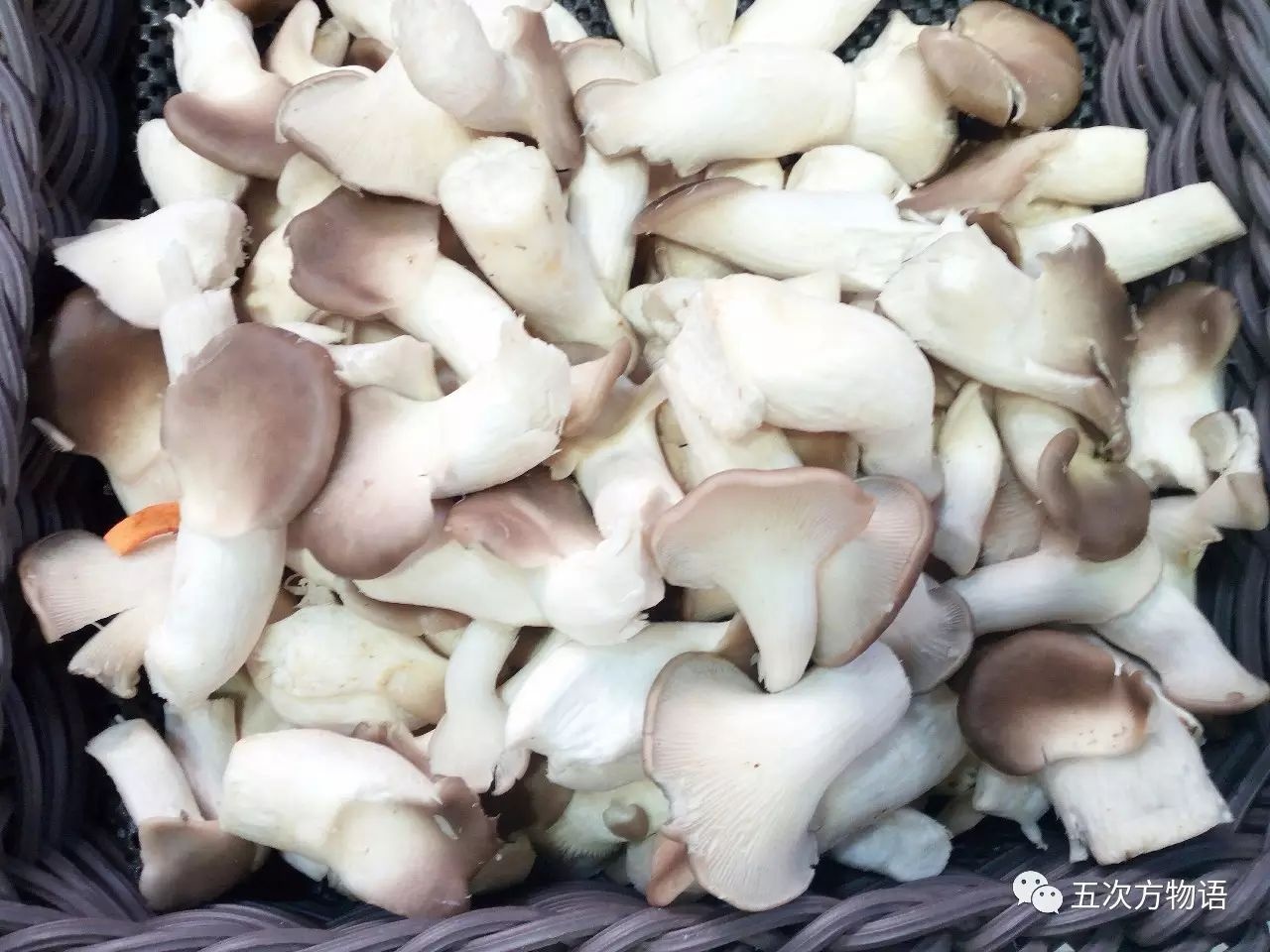 和草菇的第一次亲密接触|蘑菇|草菇|暹罗猫_新浪新闻