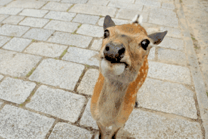 日本奈良的 鹿匪 为什么会伤人 手机新浪网