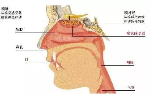 为什么有口臭的人,自己却闻不到?