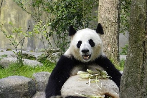 大熊猫百科丨传奇奥运大熊猫"科比"