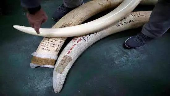 从现在起买卖这东西是违法的!|偷猎|象牙|大象_新浪新闻