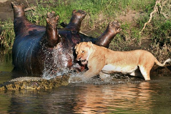 狮子啃咬河马死尸,尸体突然爆炸,当场把狮子吓懵!