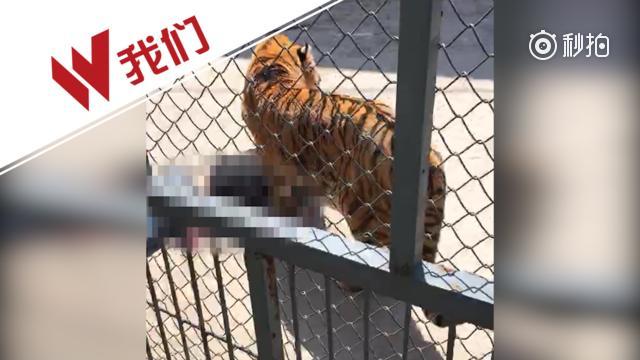 福州动物园一只老虎训练时兽性突发 咬死驯兽师