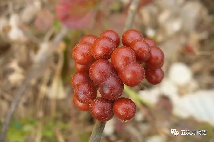 路边的野果你不要采|野果|果实|植物_新浪新闻
