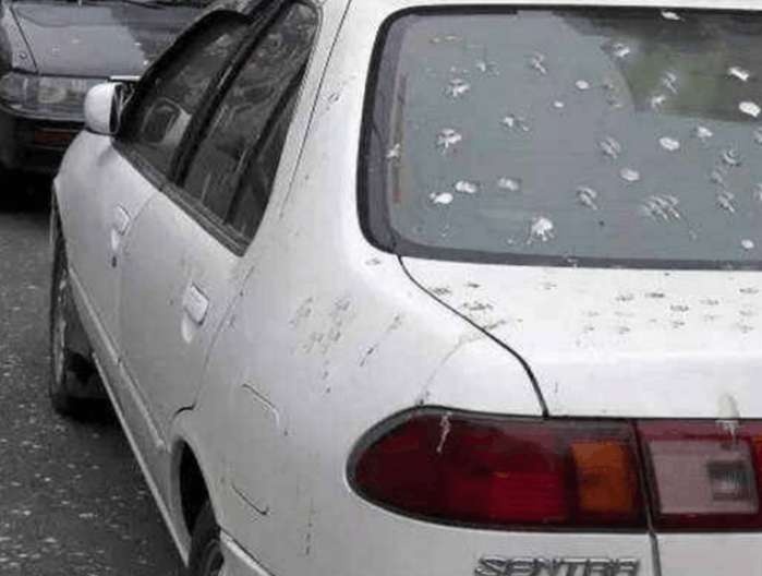 汽车上落了鸟屎真晦气, 擦鸟屎姿势不正确车漆就坏了!