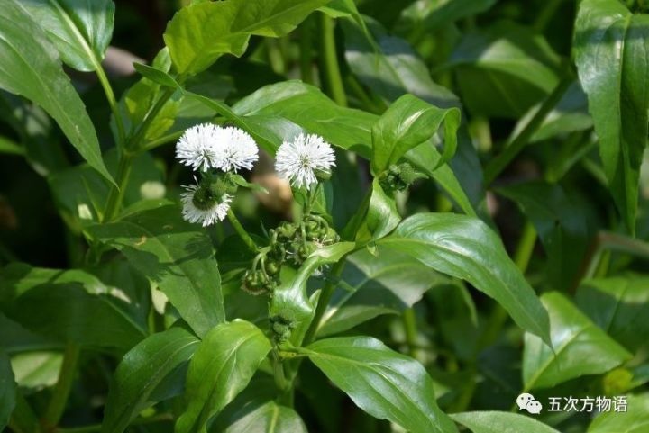世界是如此疯狂,连蝴蝶都是要吸毒的|蝴蝶|植物|空心莲子草_新浪新闻