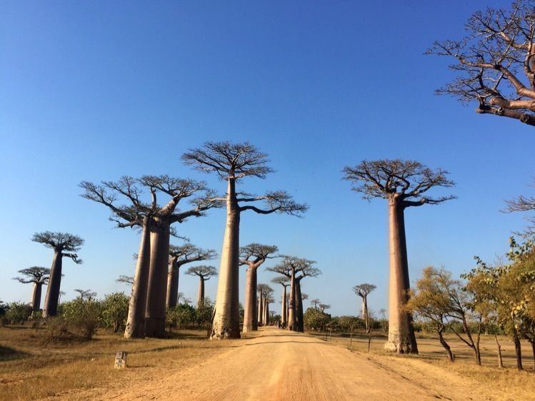剪影很有特色猴面包树(baobab)属于大型落叶乔木,树高十几米到几十米