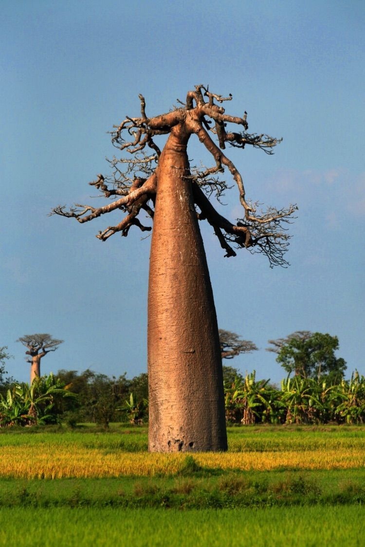 倒栽葱式样的猴面包树配上日落秀色可餐