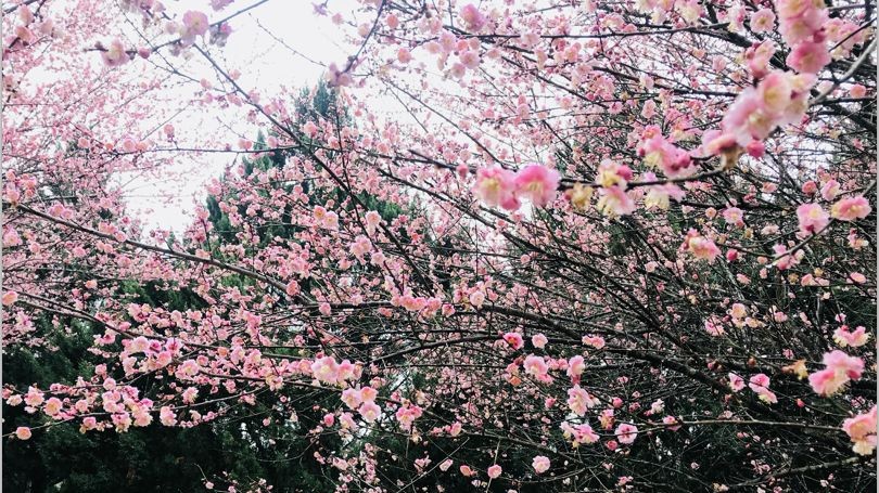【错过再等一年】福州千年古刹林阳寺梅花盛开 网友:我已去过, 实在美!!|千年古刹|古梅|森林公园_新浪新闻