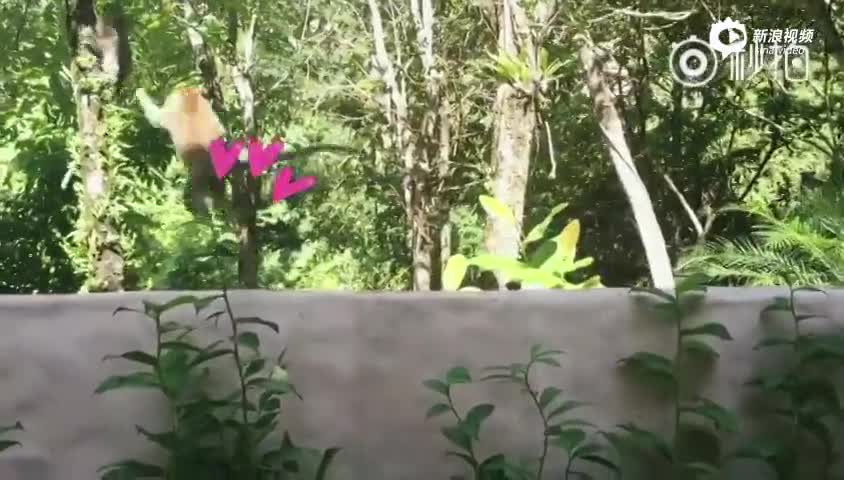 谢霆锋喂猴子橙子惨遭拒绝