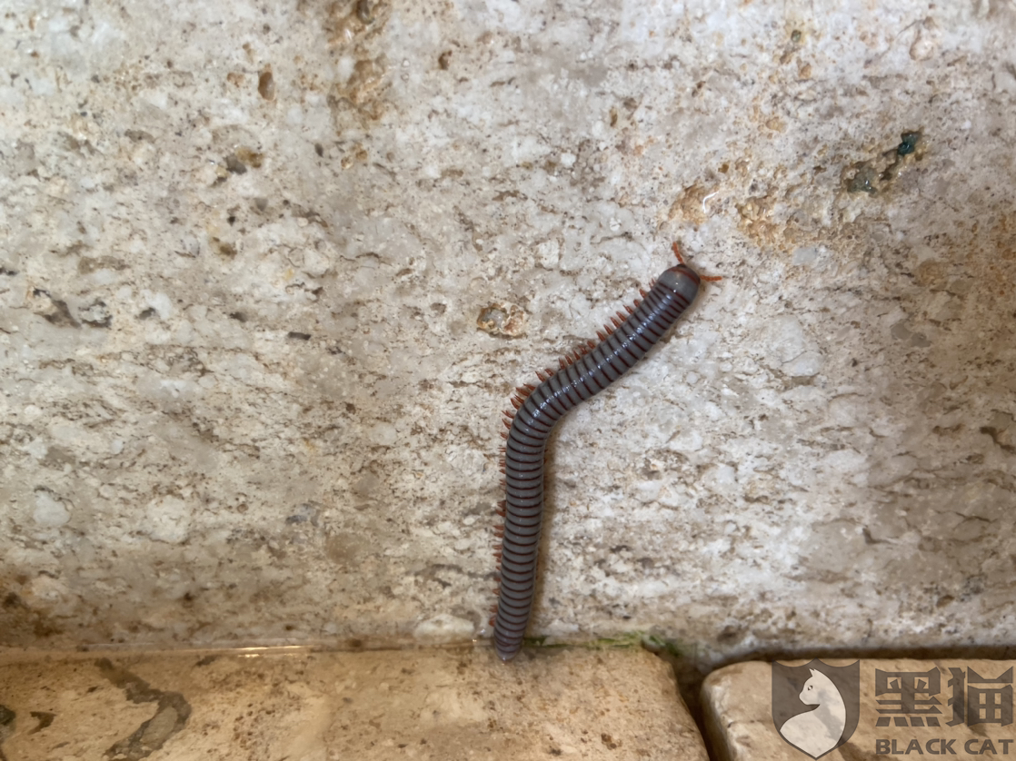 黑猫投诉:希尔顿旗下康莱德酒店浴室惊现巨型长虫!