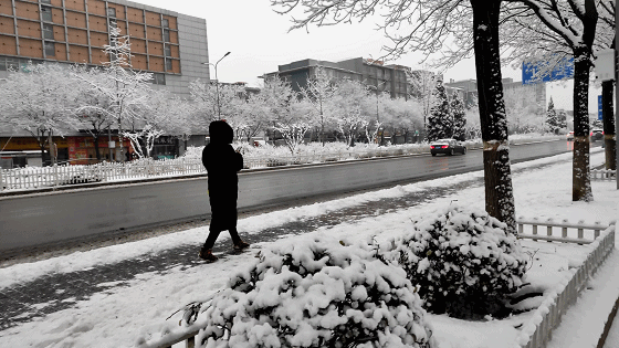 2020年北京第一場雪,手機拍攝也很開心_新浪眾測