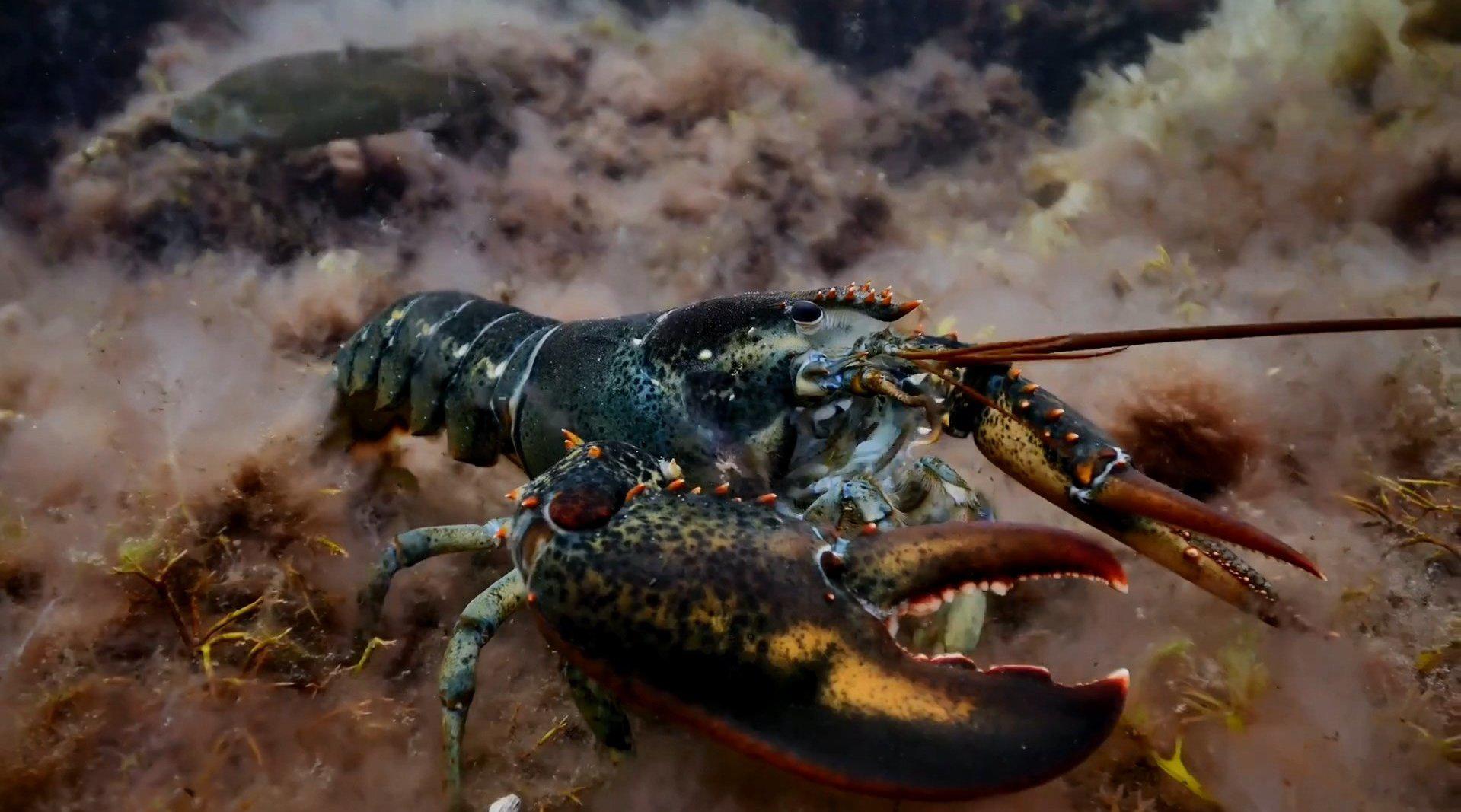 加拿大发明逆天"仿生镜片",视力提高三倍,近视眼的福音