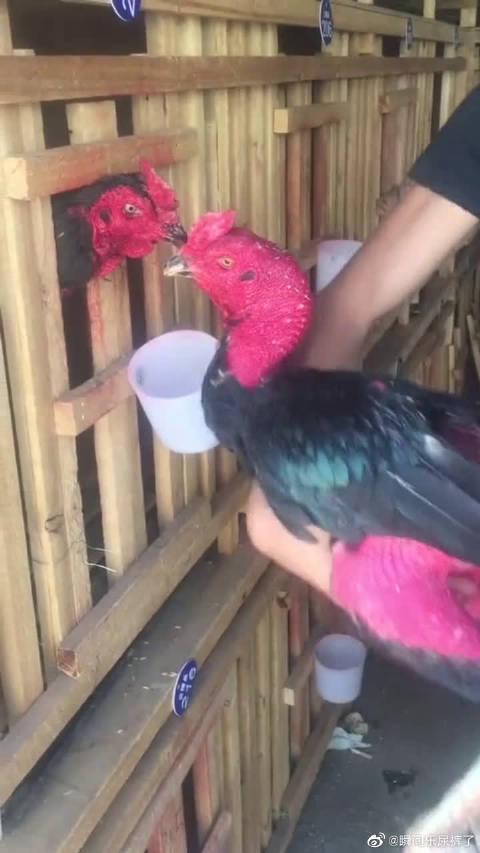 防抖勺,利用鸡头稳定原理