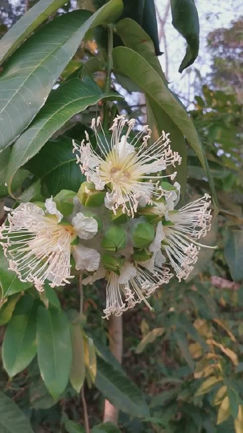 版纳园的八宝树还在开花,枝条天然下垂,叶子很大,较容易识别