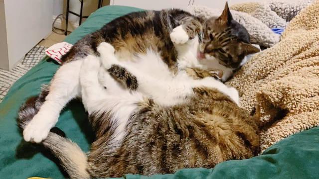 嘬着胸毛踩大腿婴儿猫的话嘬着奶头踩奶就可以出奶