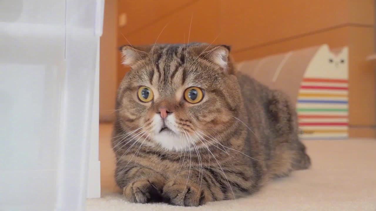 超可爱猫猫lulu的视频特辑