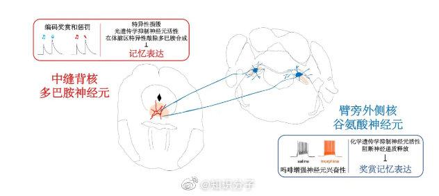 罗敏敏:中缝背核多巴胺神经元控制记忆表达的神经环路机制|多巴胺_新浪新闻
