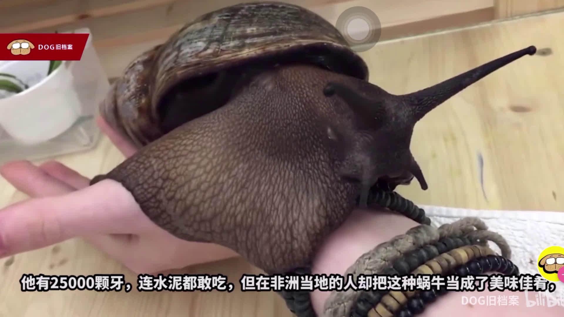 恐怖非洲大蜗牛2万颗牙