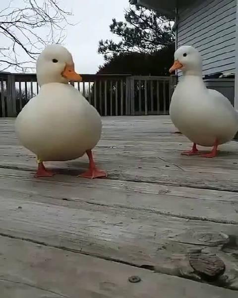 长得这么圆润的小肥鸭,好想上去摸一摸