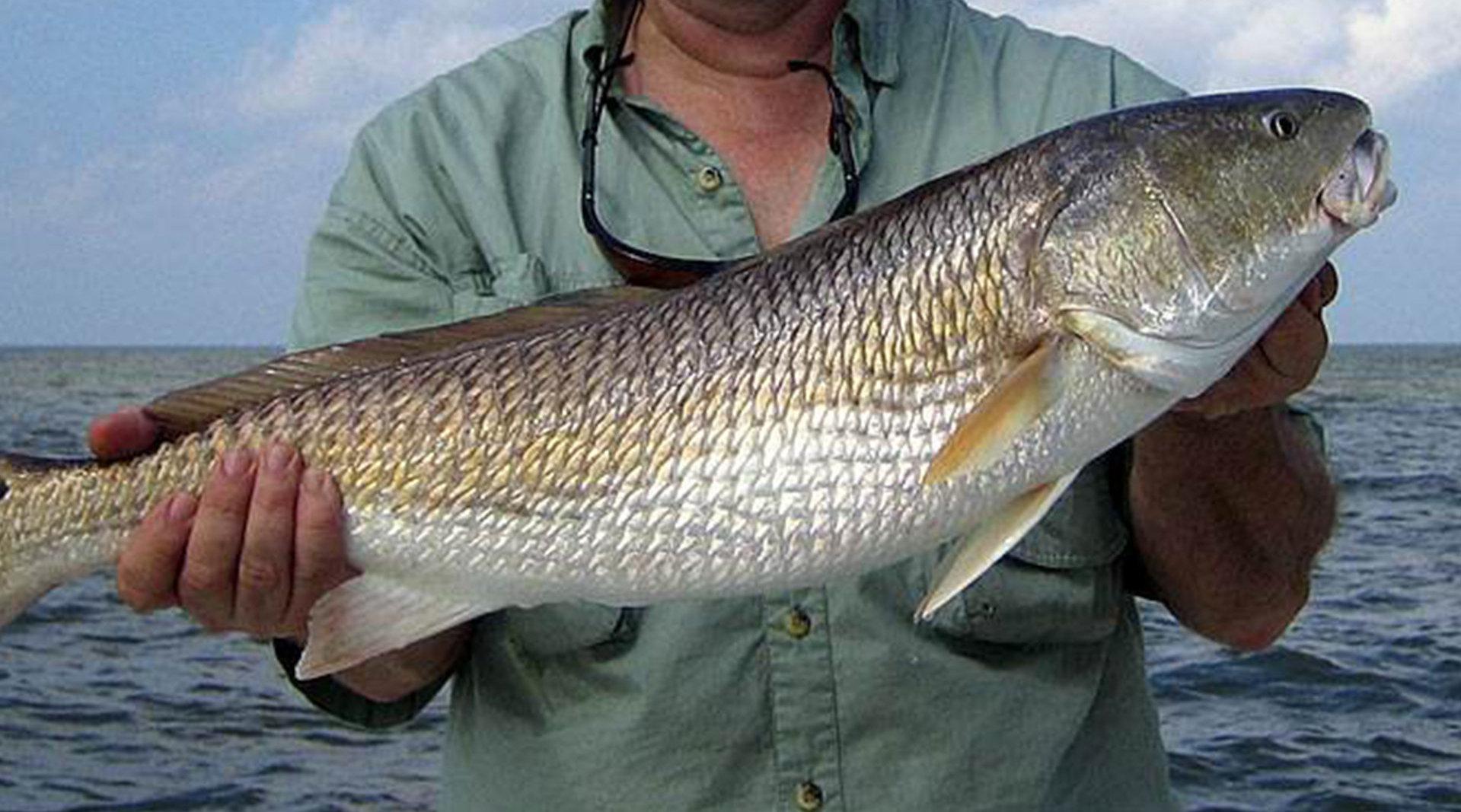 福建人开始饲养美国鱼,体型巨大非常凶险,未来市场前景可观