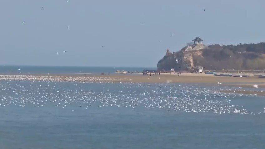 秦皇岛 沙鸥翔集书写生态和谐画卷