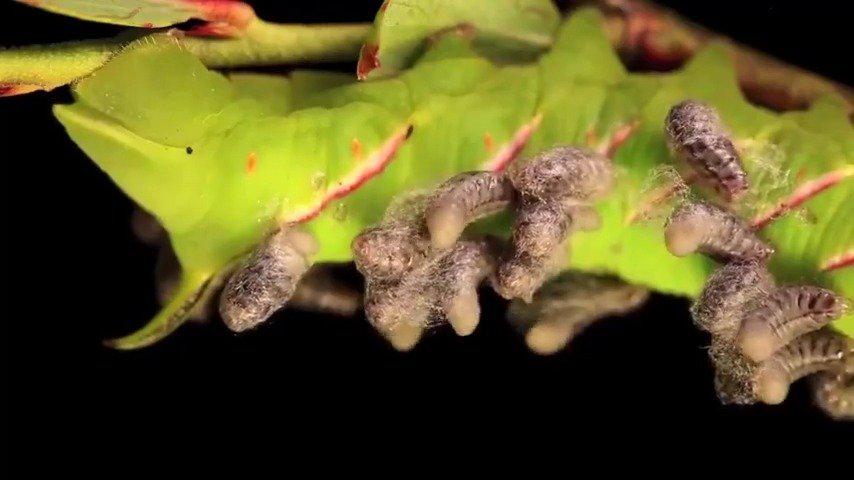 毛毛虫身上的寄生蜂幼虫爆发了.