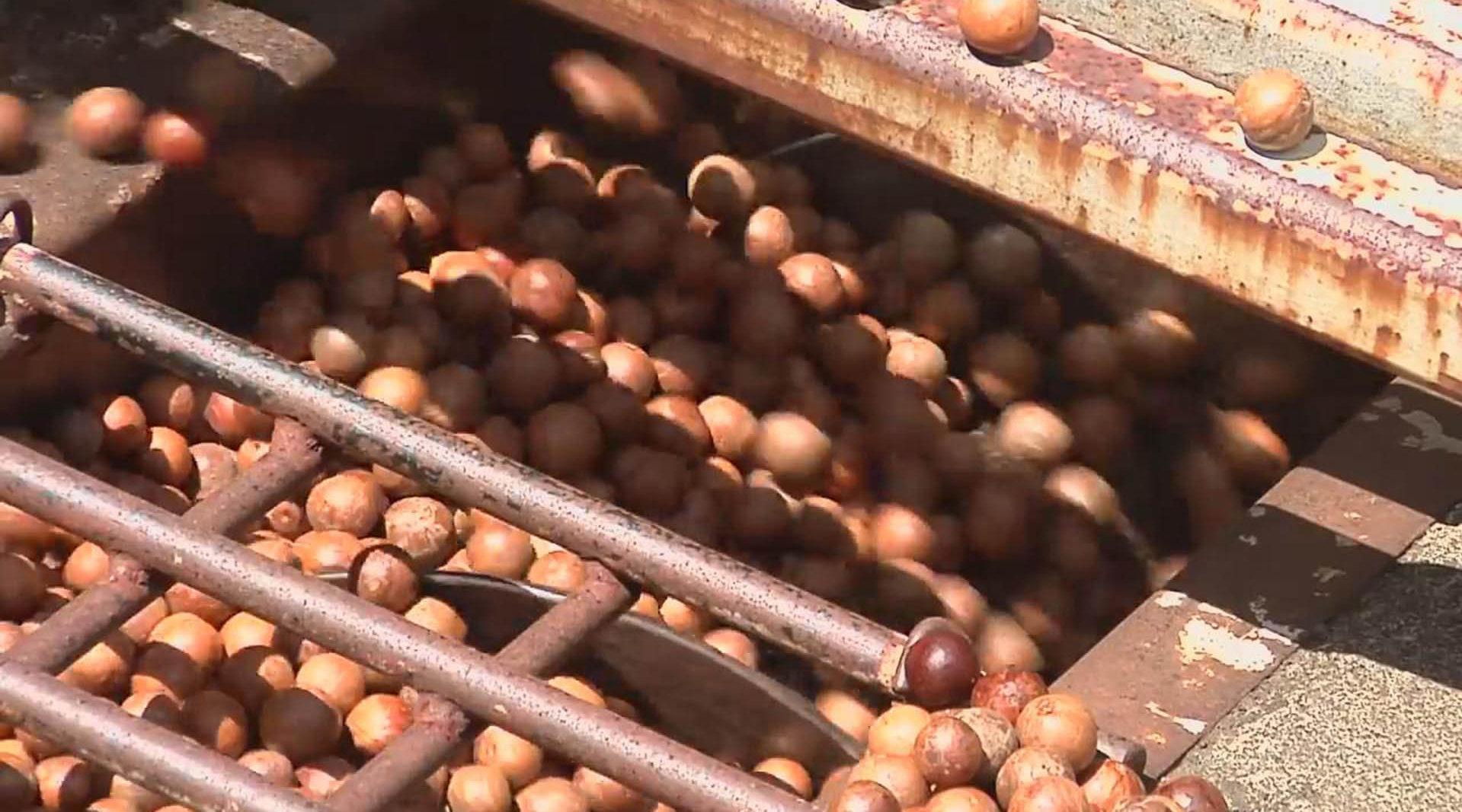 原产于,也称澳洲坚果或火山豆.1882年引入夏威夷得到迅速发展