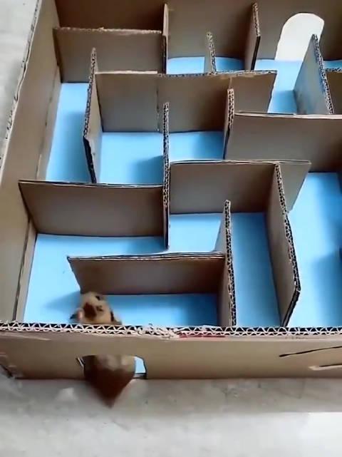 网友辛辛苦苦为仓鼠做了一个迷宫,艹………twi:あいらぶゆーbot