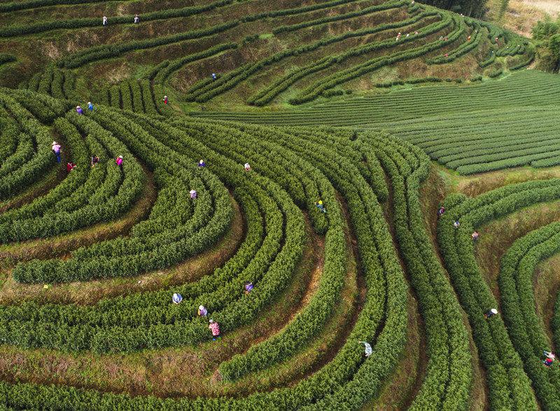 淳安县200亩"鸠坑早"开采
