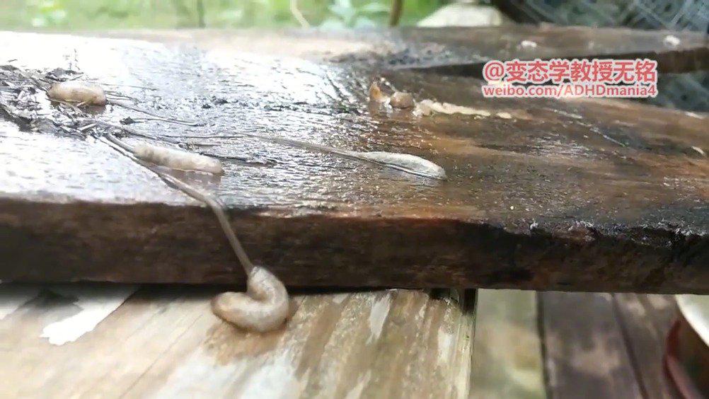 鼠尾蛆长尾管蚜蝇的幼虫,长长的尾巴是用来呼吸的