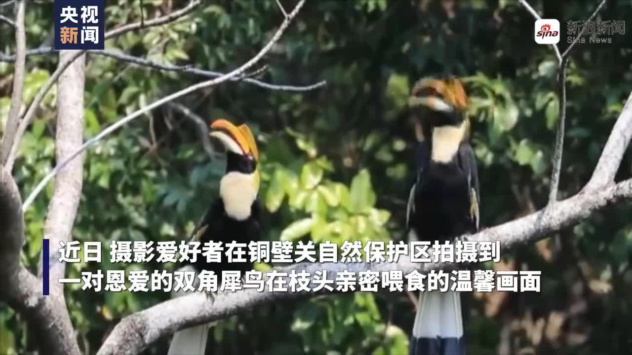 恩爱犀鸟枝头互相喂食 犀鸟非常忠贞一夫一妻 视频新闻