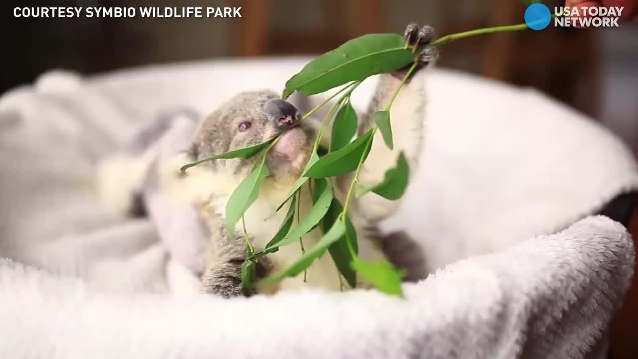 考拉宝宝吃树叶