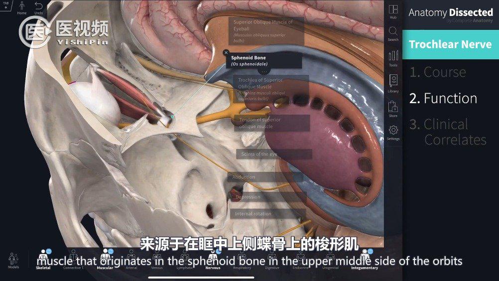 人体解剖学:第四对颅神经 滑车神经