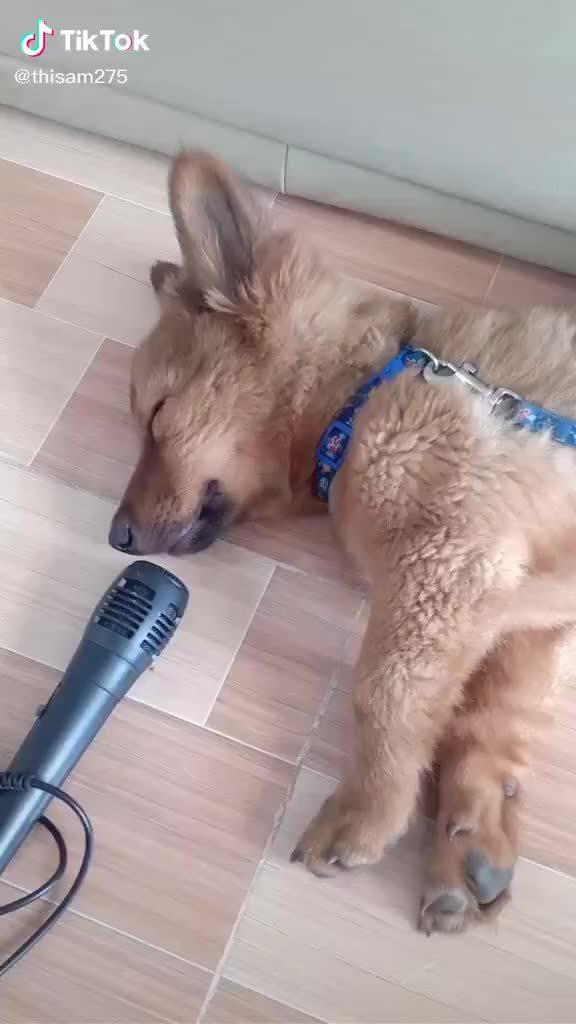 狗子可能这辈子都想象不到,自己打呼噜的声音会这么喜感.