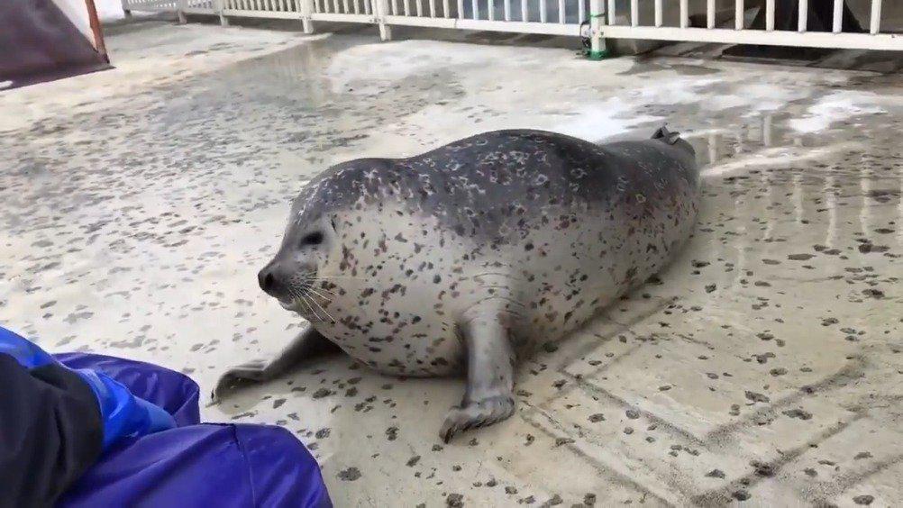 "超萌缩头怪":一秒钟变身大皮球的超胖海豹!