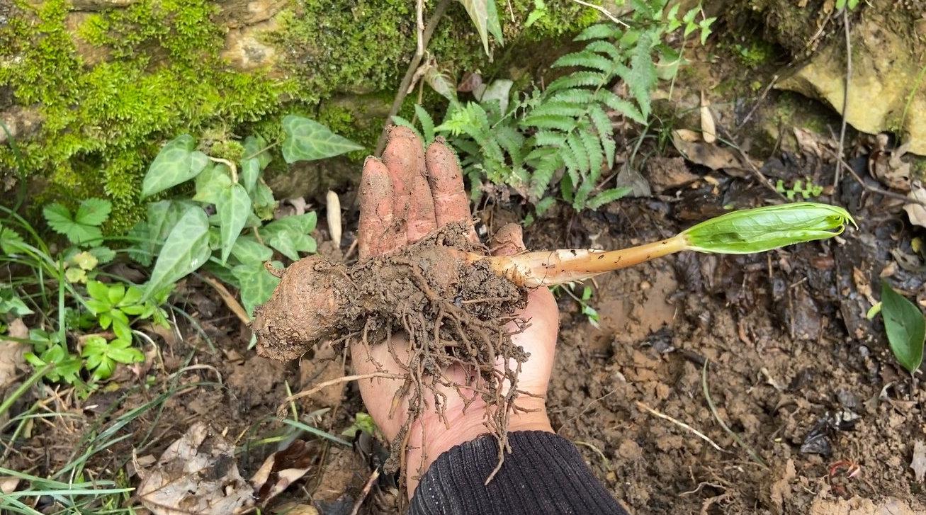重楼中药材,张家界小伙挖30来株,大的有1两