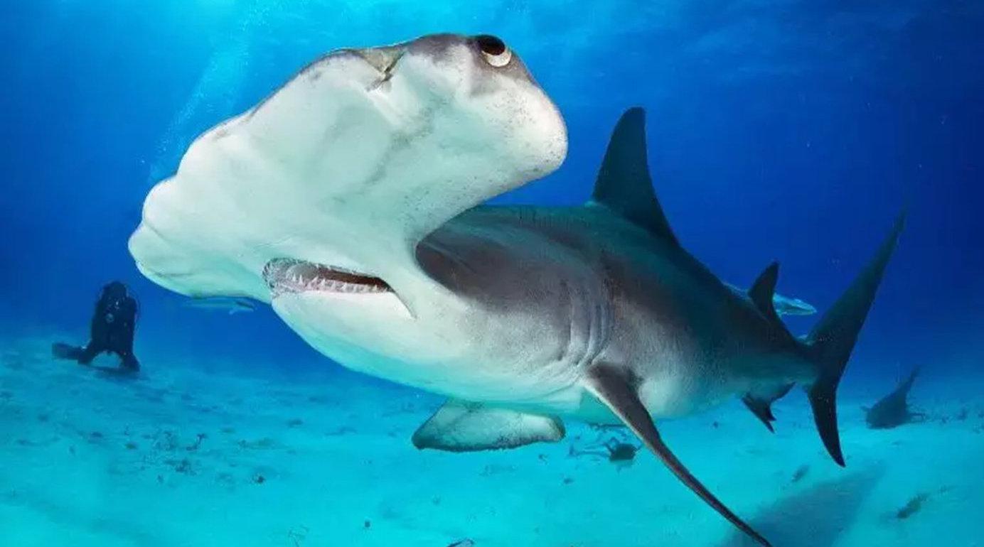 锤头鲨为何有这样奇葩的外形?为了食物,就顾不上颜值了