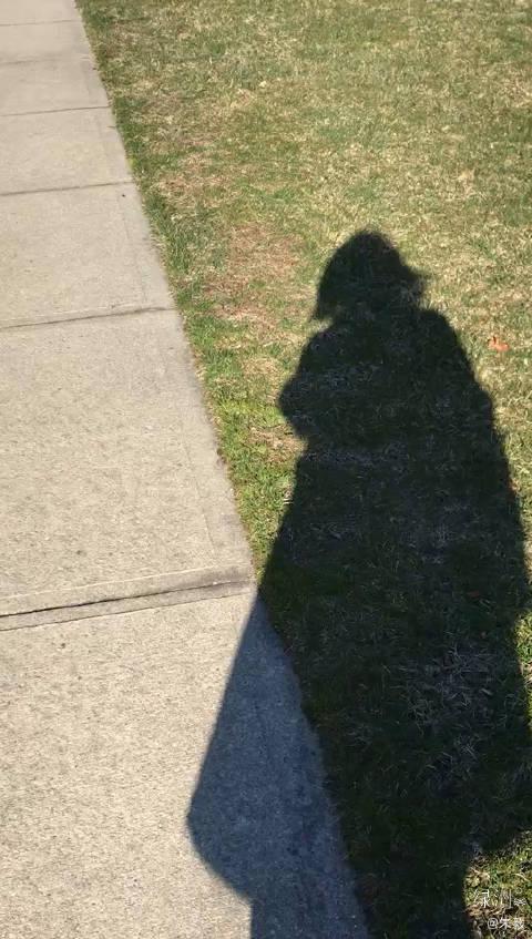 美国同学护理完新冠肺炎重症患者,回家路上阳光明媚,她自拍的影子