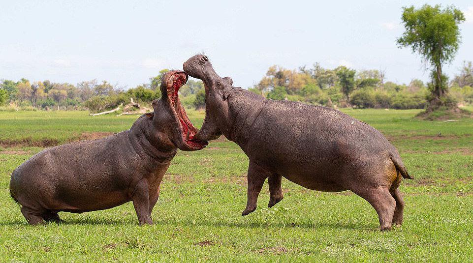 视频-博茨瓦纳两河马为争领地展开搏斗 全程嘴对嘴互相锁定