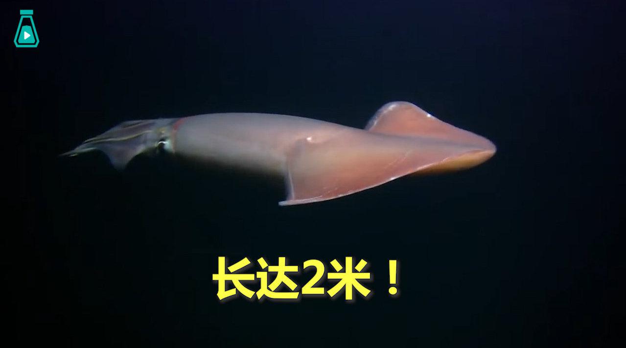 长达2米的神秘美洲大赤鱿,长满吸盘的触手上有7万个尖锐倒钩.