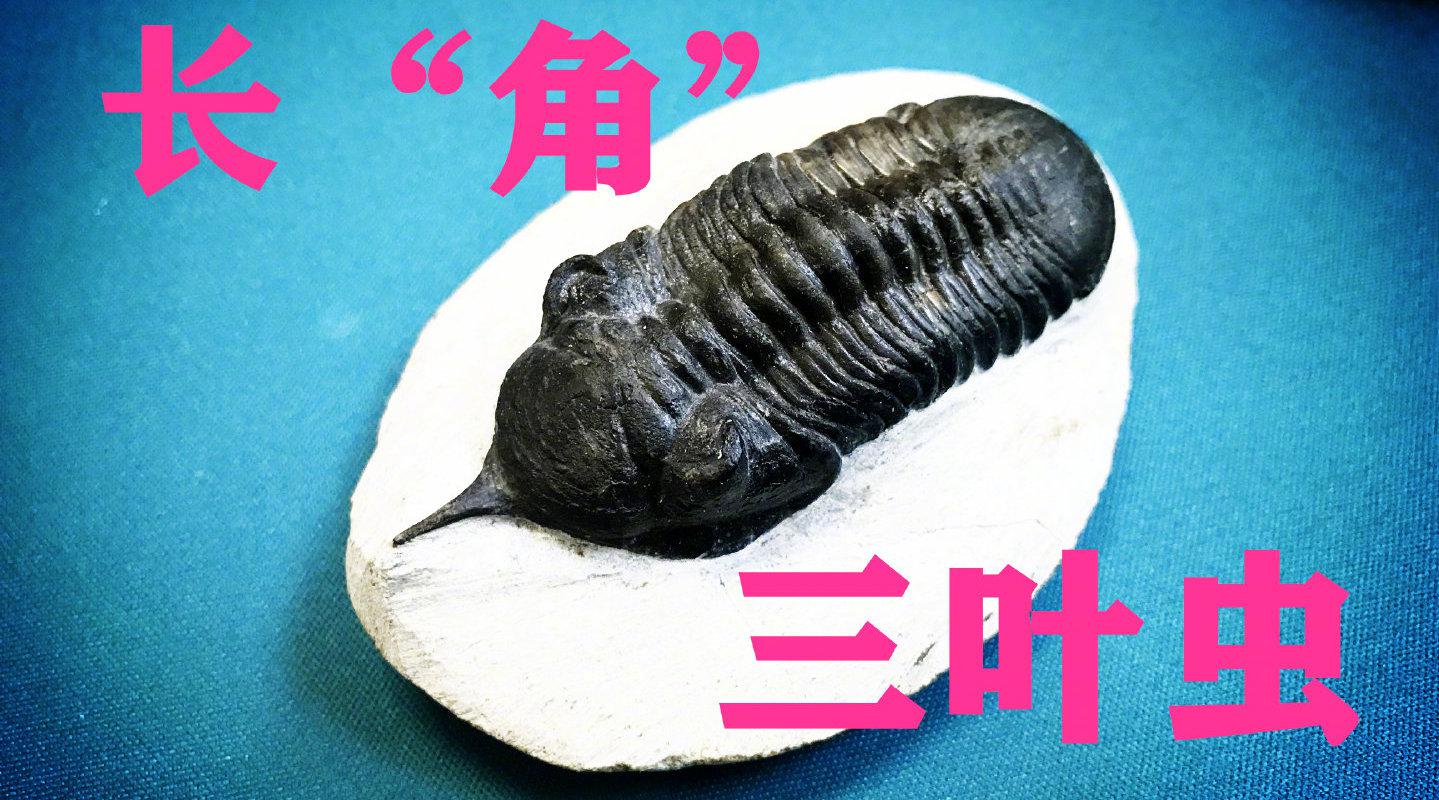 看看这个来自于距今3.9亿年前泥盆纪的神奇三叶虫吧!