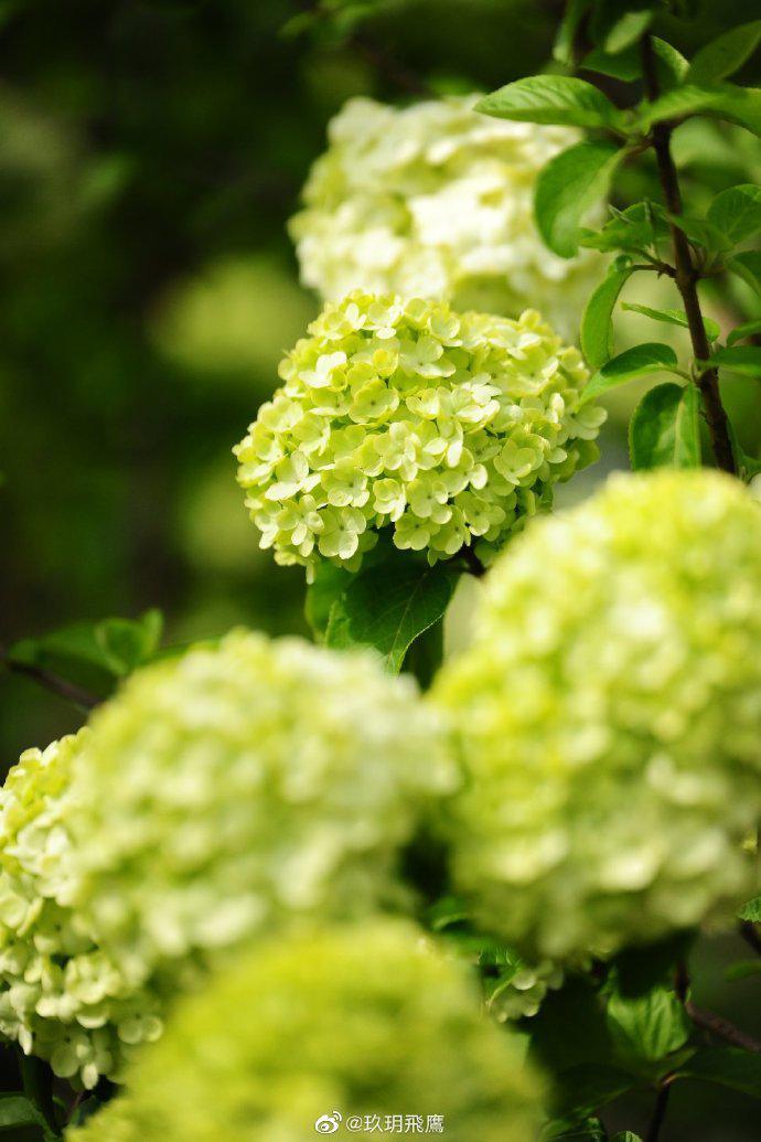 无锡绣球初放花团锦簇好不热闹