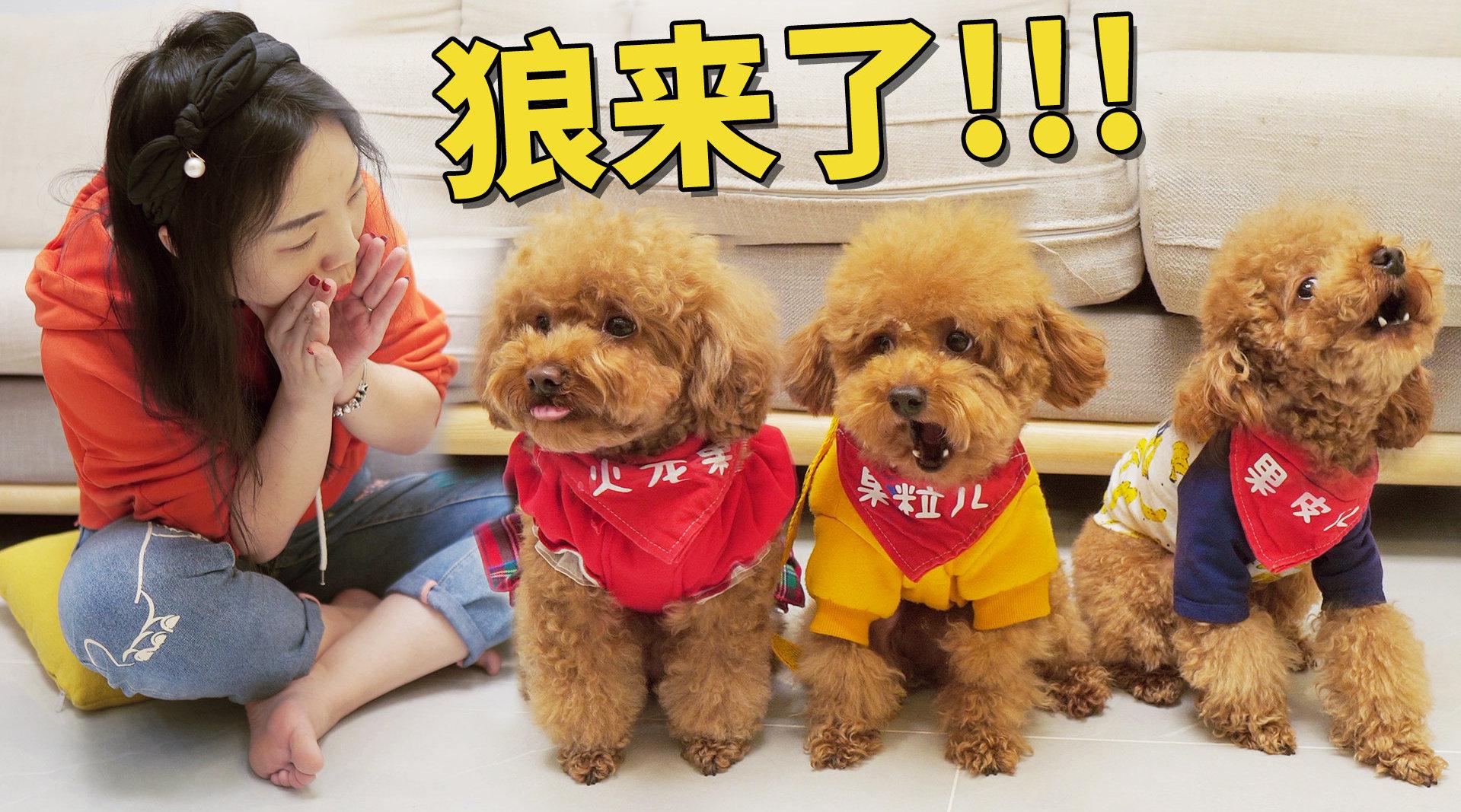 女主人对着泰迪学狼叫,它会有什么反应?这铲屎官怕是疯了!