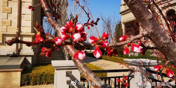 大美大连 ·花开的季节