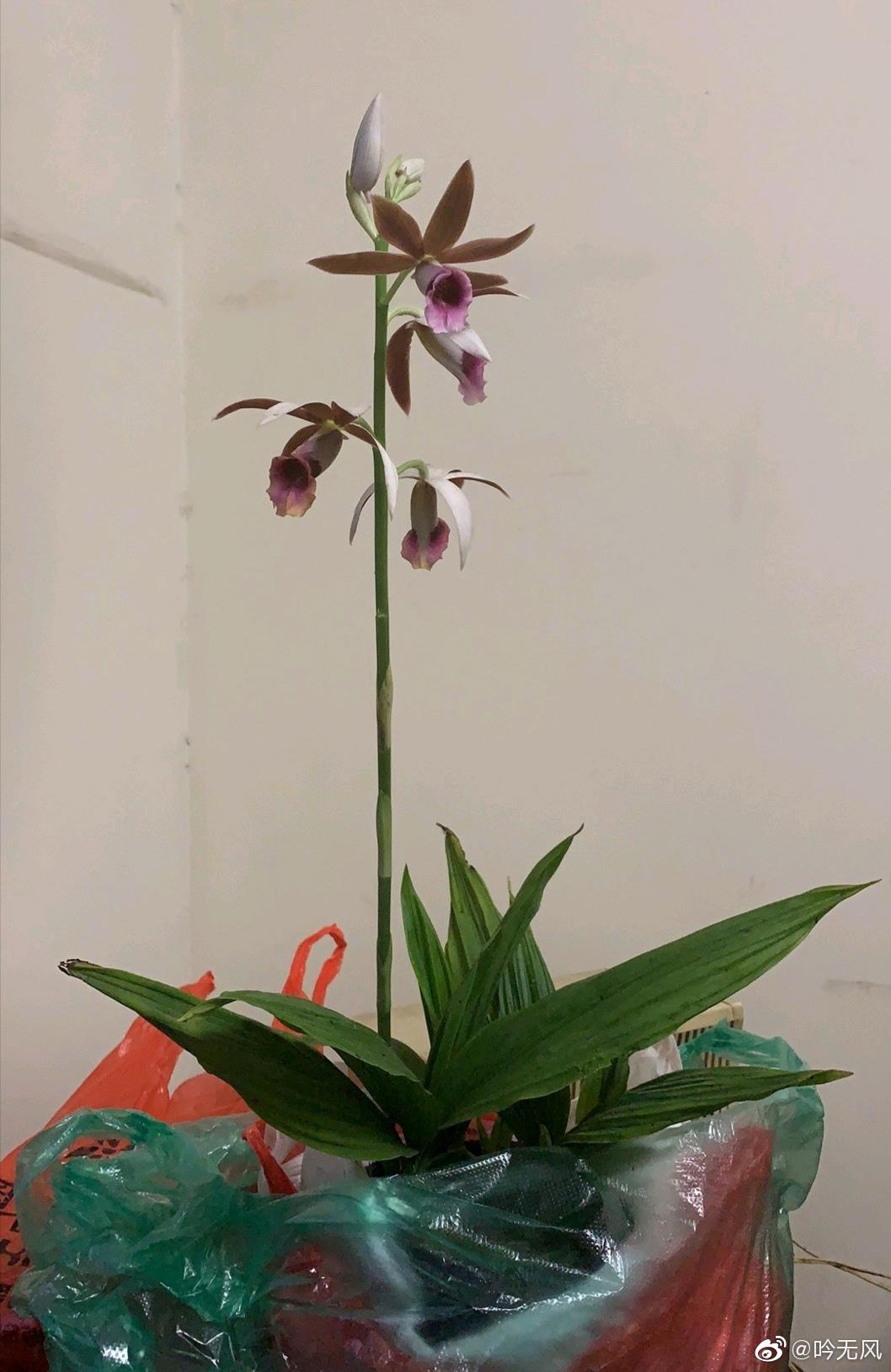 一位朋友送的一株鹤顶兰感觉很不错人生一世草生一春