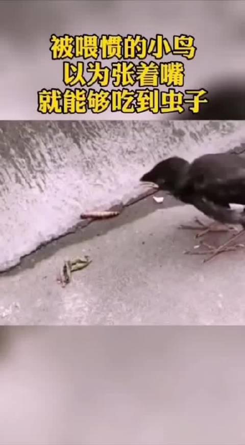 被喂惯的小鸟,以为张着嘴就能够吃到虫子!像极了很多被溺爱的孩子